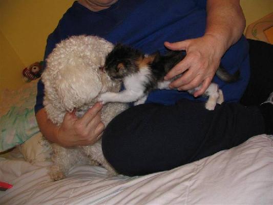 Riley and Abby Dec 2004 016 (Large).jpg